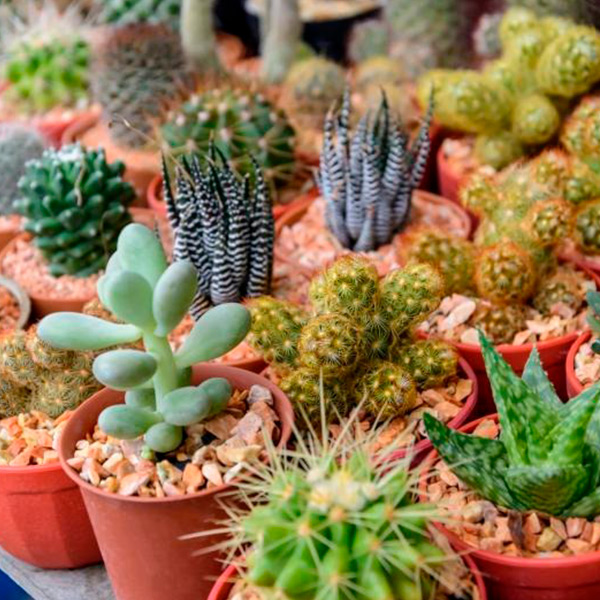 venta de plantas